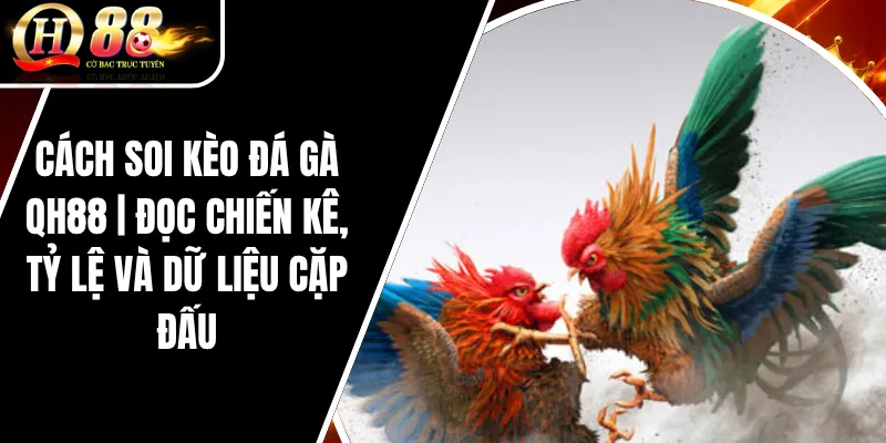 Cách Soi Kèo Đá Gà QH88 | Đọc Chiến Kê, Tỷ Lệ Và Dữ Liệu Cặp Đấu 4 Cách Soi Kèo Đá Gà QH88 | Đọc Chiến Kê, Tỷ Lệ Và Dữ Liệu Cặp Đấu