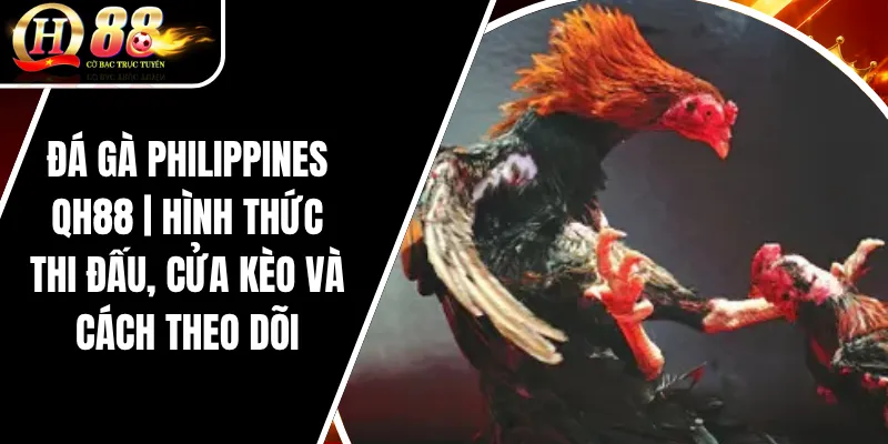 Đá Gà Philippines QH88 | Hình Thức Thi Đấu, Cửa Kèo Và Cách Theo Dõi 3 Đá Gà Philippines QH88 | Hình Thức Thi Đấu, Cửa Kèo Và Cách Theo Dõi