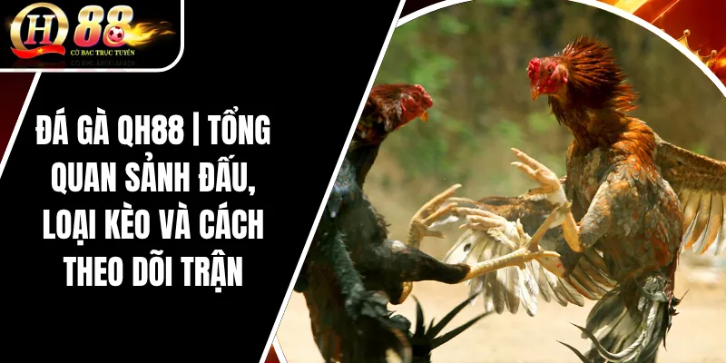 Đá Gà QH88 | Tổng Quan Sảnh Đấu, Loại Kèo Và Cách Theo Dõi Trận 2 Đá Gà QH88 | Tổng Quan Sảnh Đấu, Loại Kèo Và Cách Theo Dõi Trận