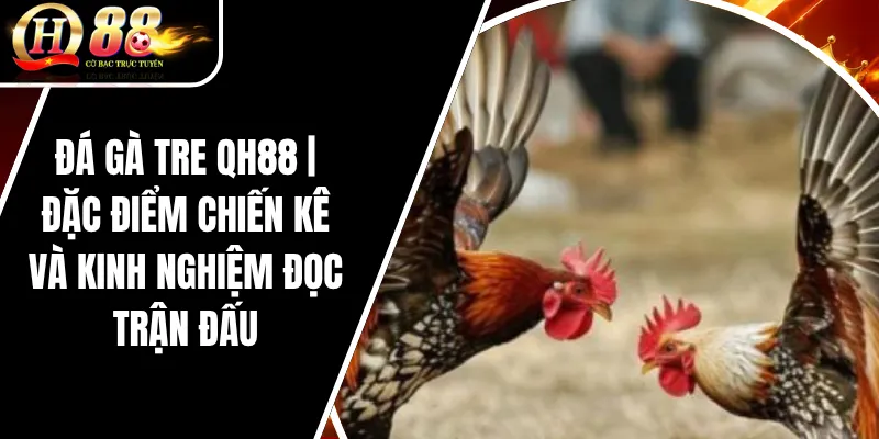 Đá Gà Tre QH88 | Đặc Điểm Chiến Kê Và Kinh Nghiệm Đọc Trận Đấu 2 Đá Gà Tre QH88 | Đặc Điểm Chiến Kê Và Kinh Nghiệm Đọc Trận Đấu